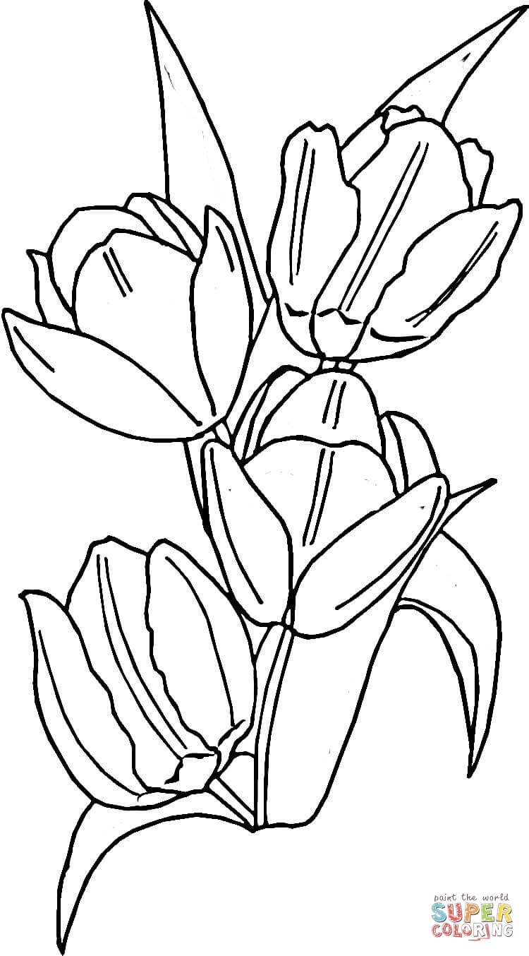 Тюльпаны от Tulip