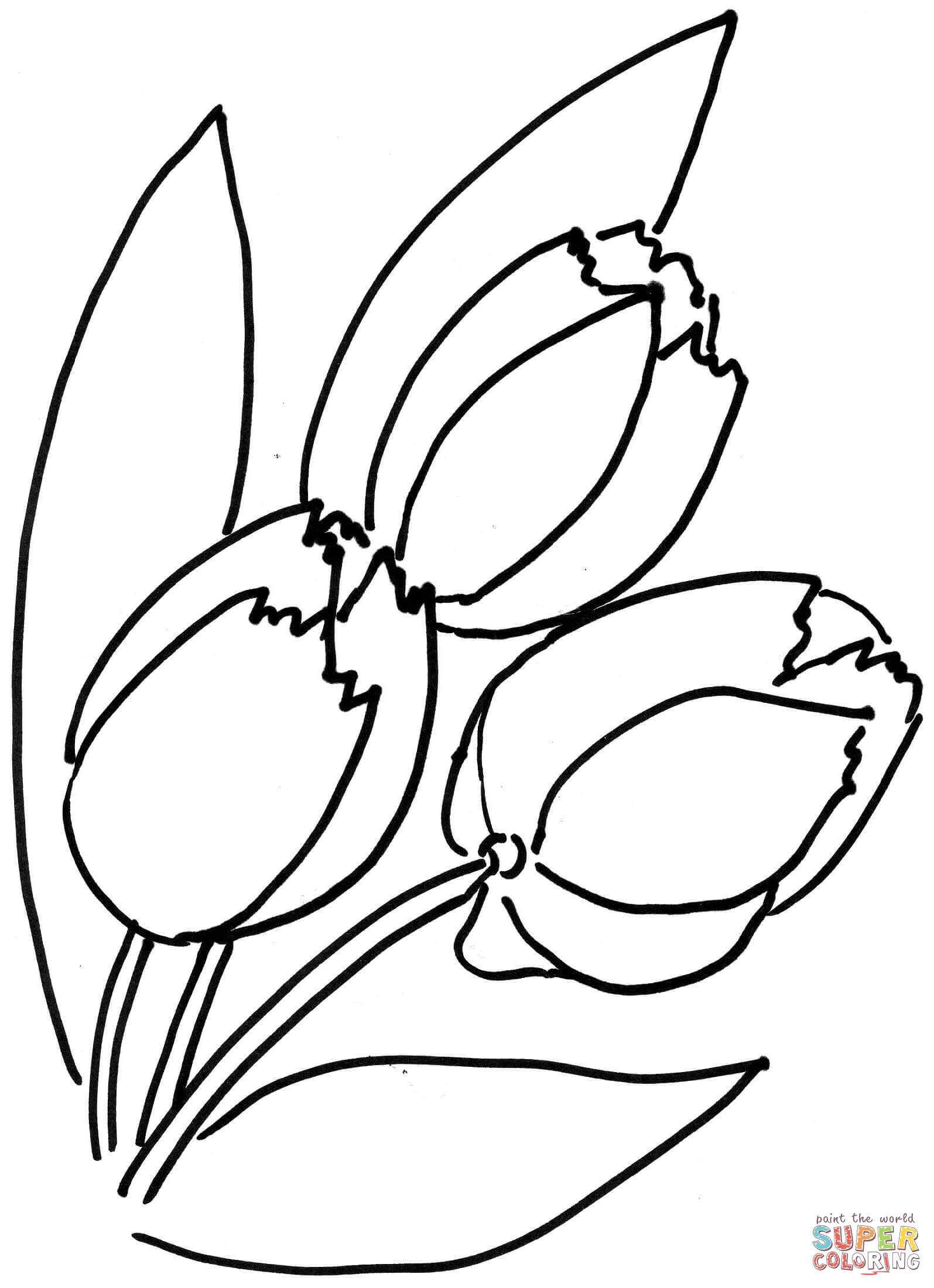 Tulpen Bloem van Tulp