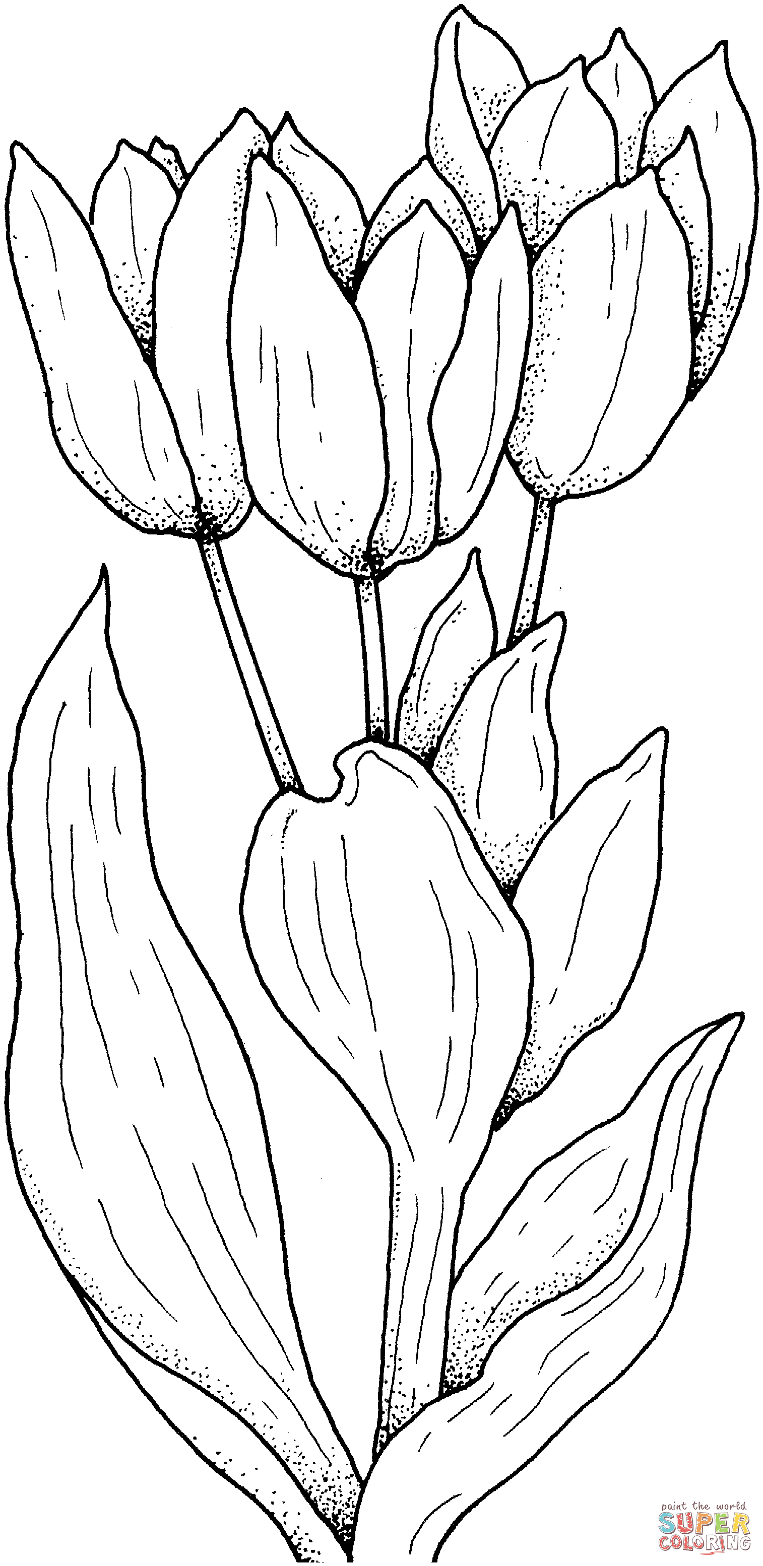 Flor de tulipas de Tulipa
