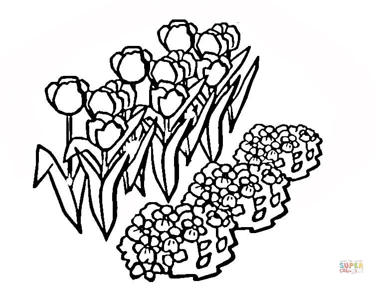 Tulips from Netherlands Coloring Page