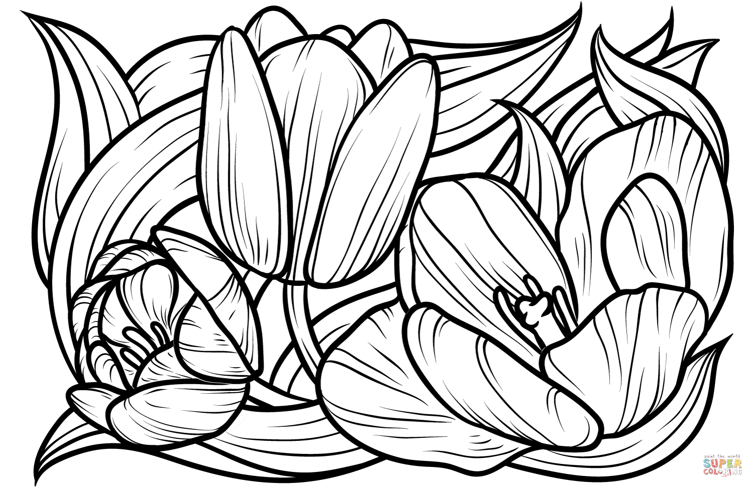Tulipas de Tulipa