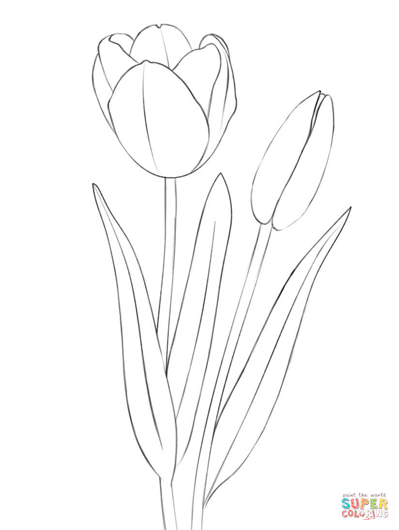 Tulips Coloring Pages