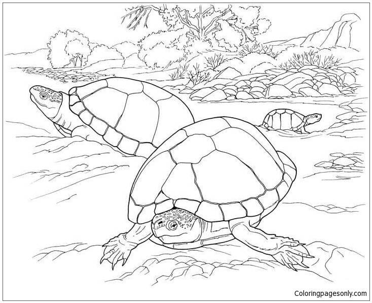 Turtles In The Desert Coloring Pages