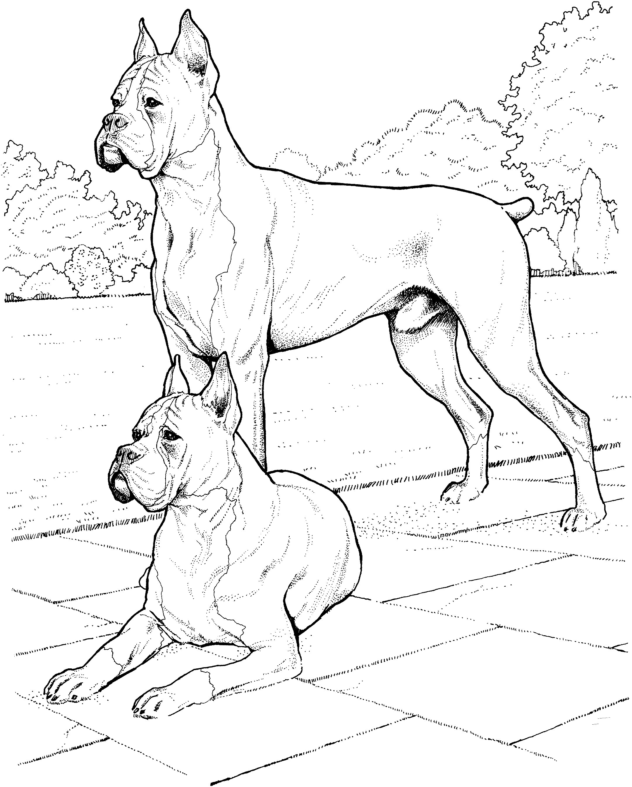 Two boxer dogs Coloring Pages