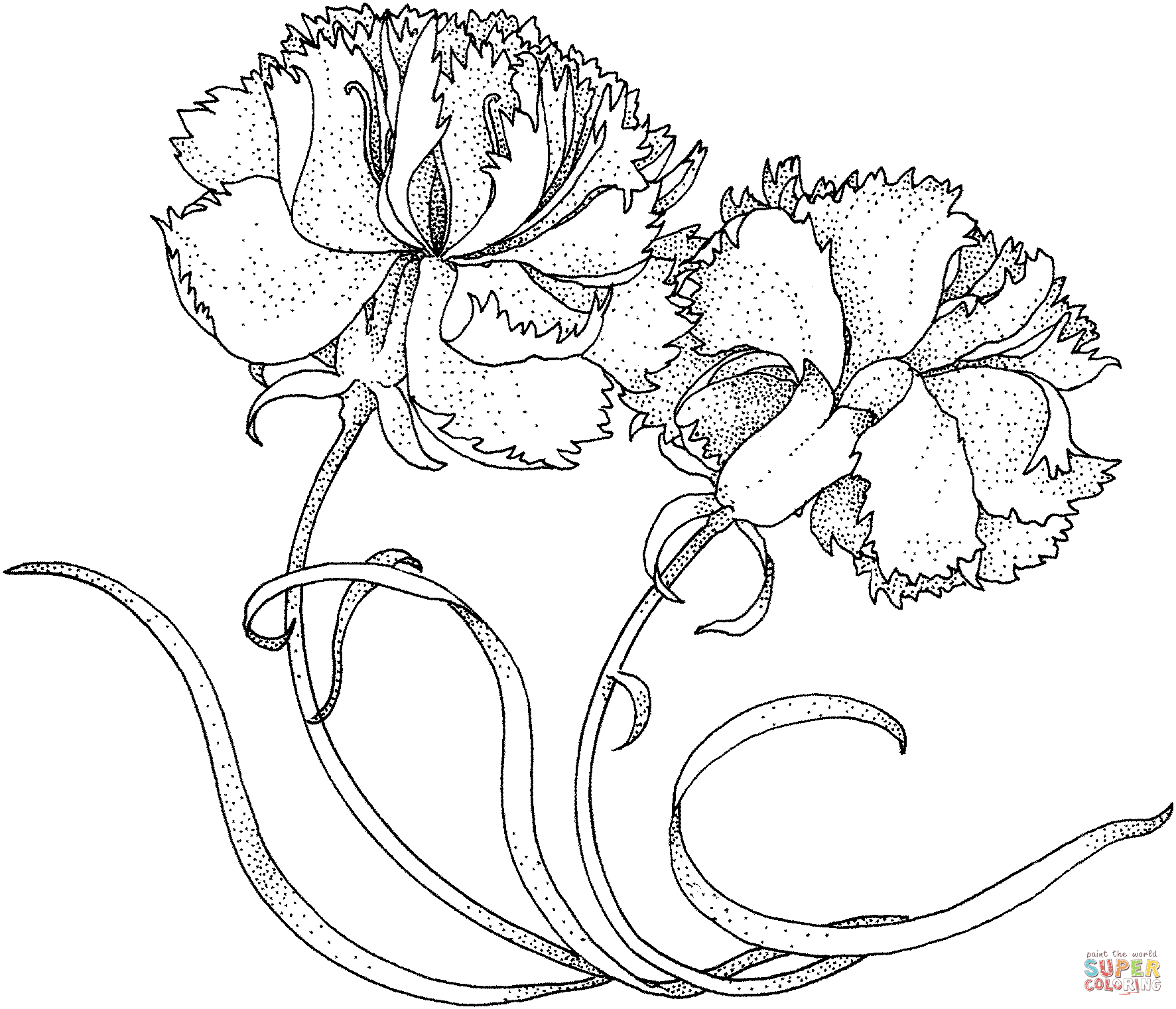 Two Carnations Coloring Pages