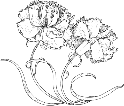 Two Carnations Coloring Page