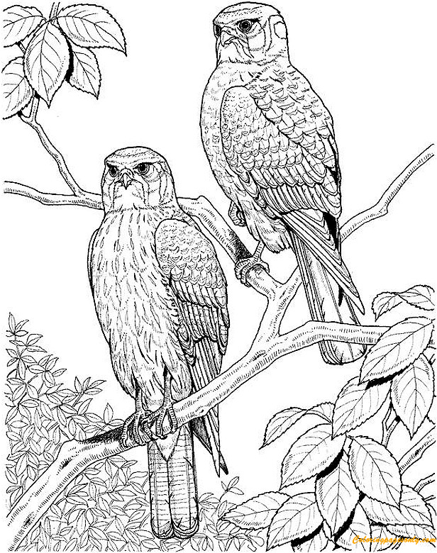 Download Two Eagles In Tree Coloring Pages Hard Coloring Pages Coloring Pages For Kids And Adults