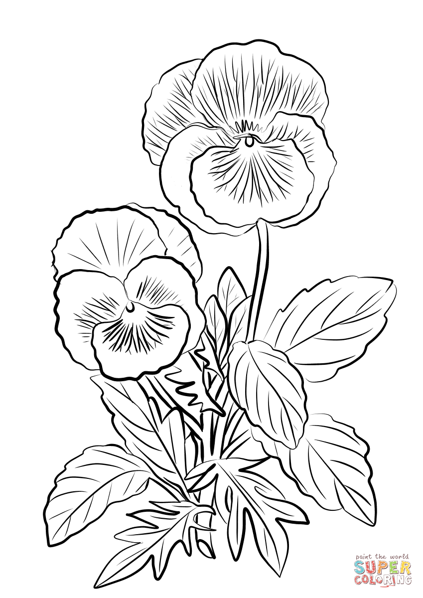 Two Pansies Coloring Pages