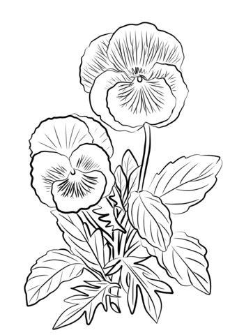 Two Pansies Coloring Page