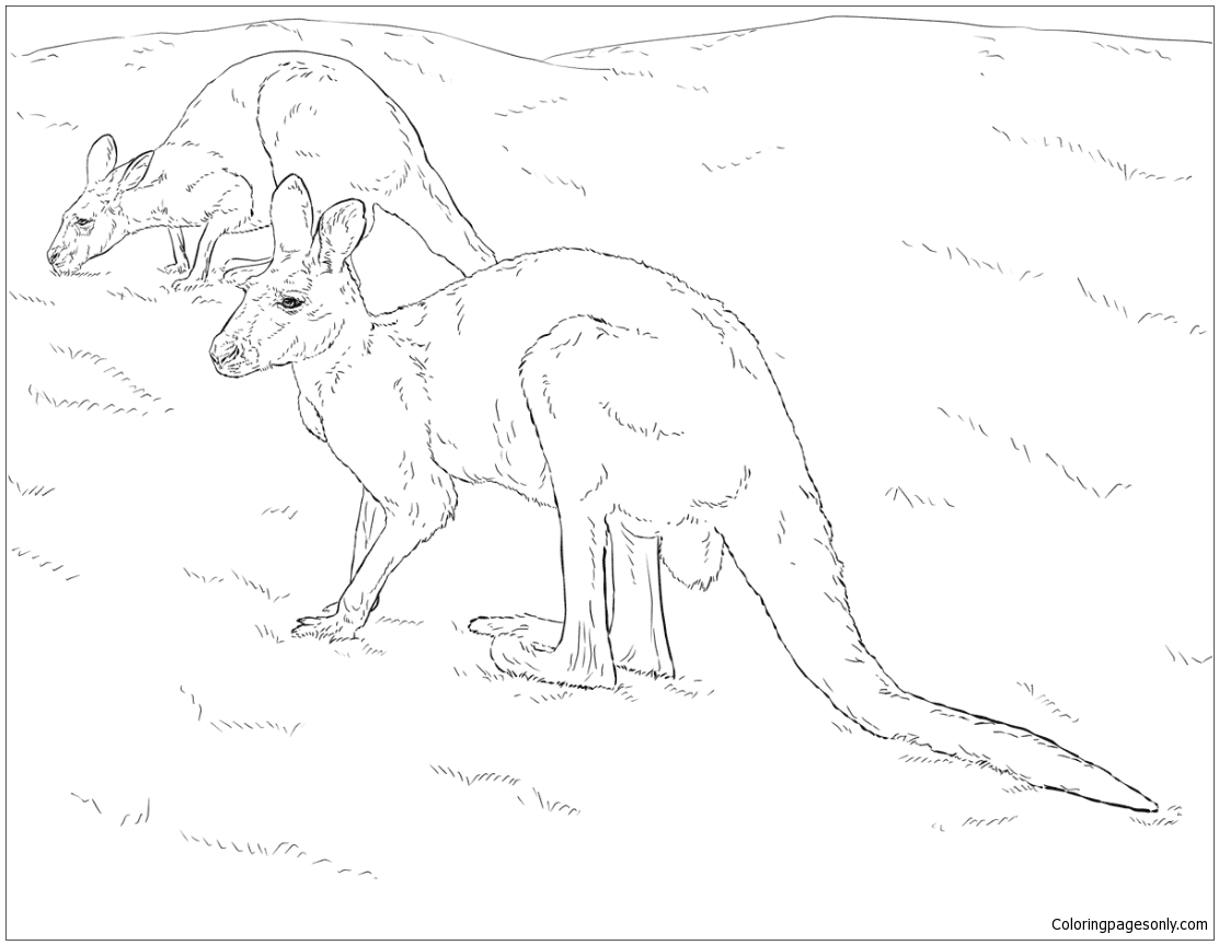 Two Red Kangaroos Coloring Pages