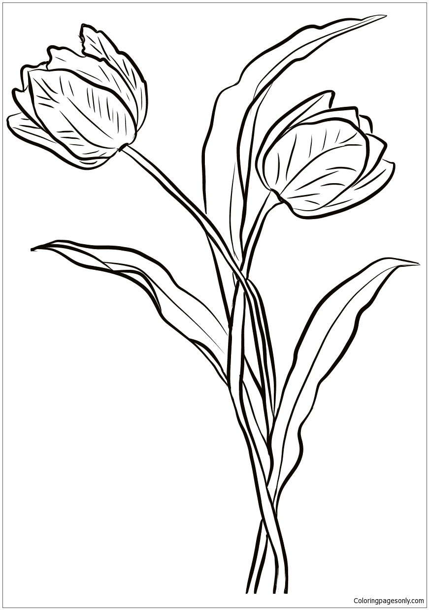 Two Tulips Coloring Pages