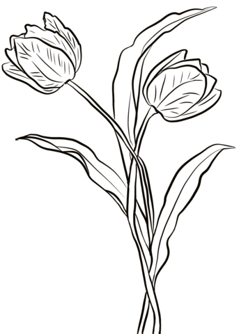 Two Tulips Coloring Page
