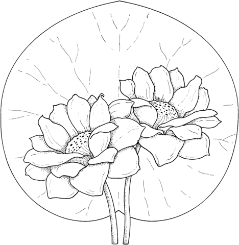 Two Water Lilies Coloring Page