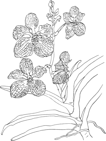 Vanda Coerulea or Blue Vanda Orchid Coloring Pages