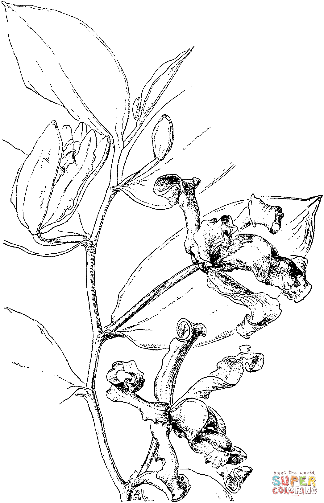Vanille-Pfaviana-Orchidee von Orchid