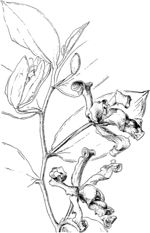 Vanilla Pfaviana Orchid Coloring Pages