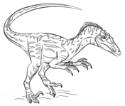 Velociraptor Dinosaur 1 Coloring Page