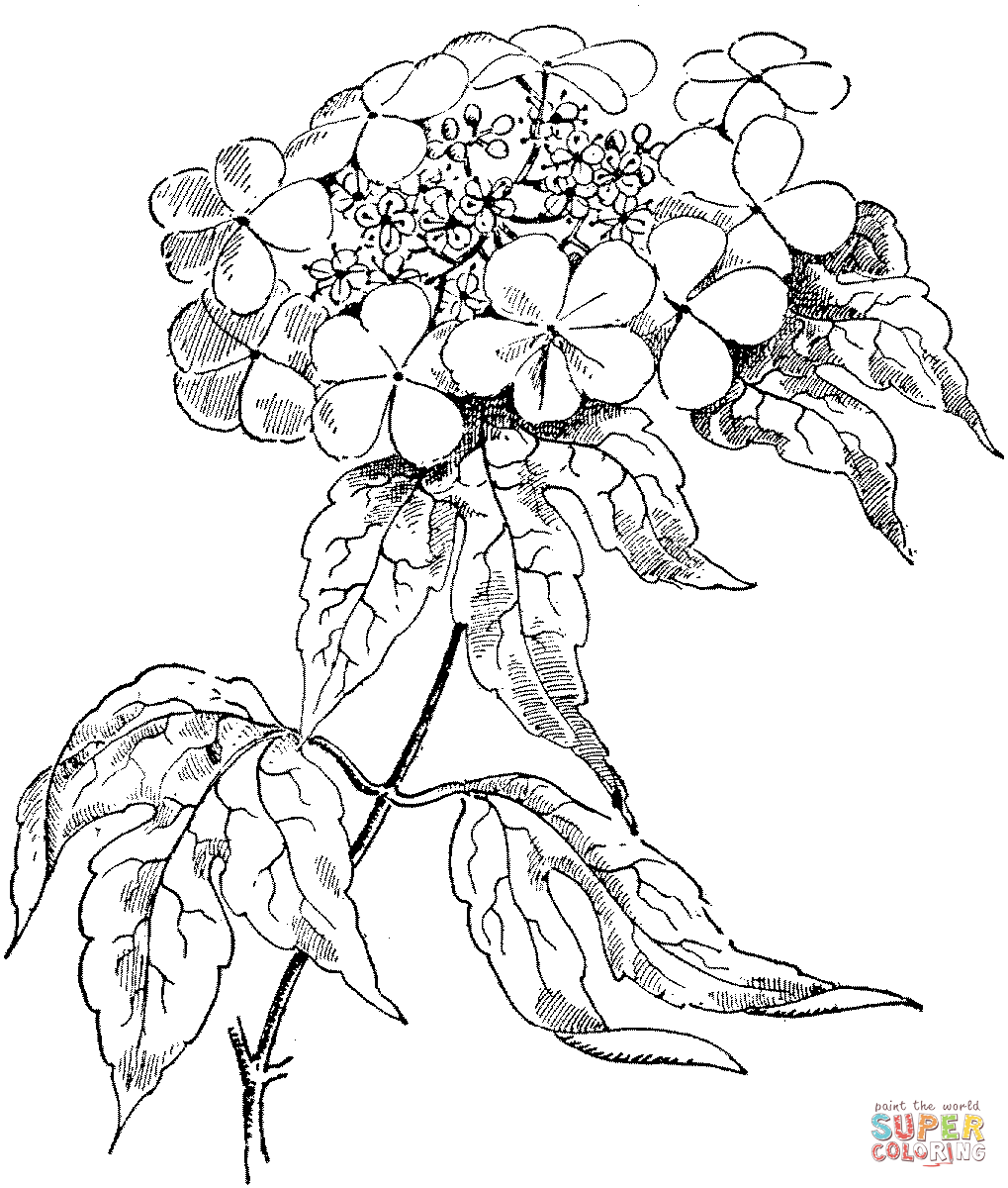 Viburnum Opulus or Guelder Rose Coloring Pages