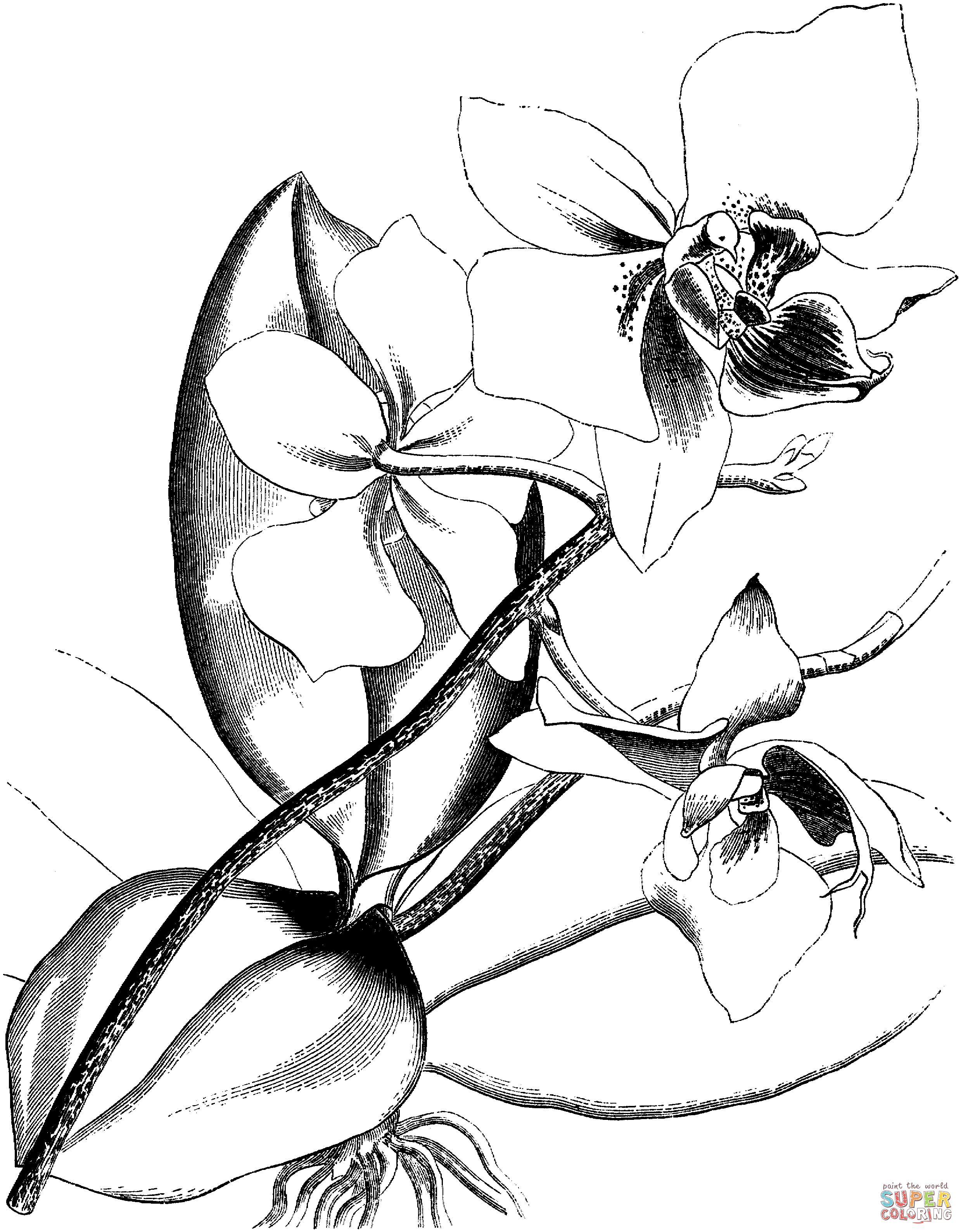 Orchidée victorienne d'Orchidée