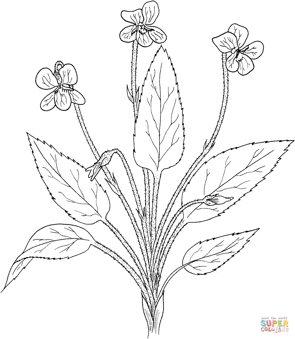 Viola Fimbriatula or Northern Downy Violet Coloring Page