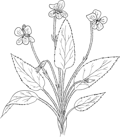 Viola Fimbriatula or Northern Downy Violet Coloring Page
