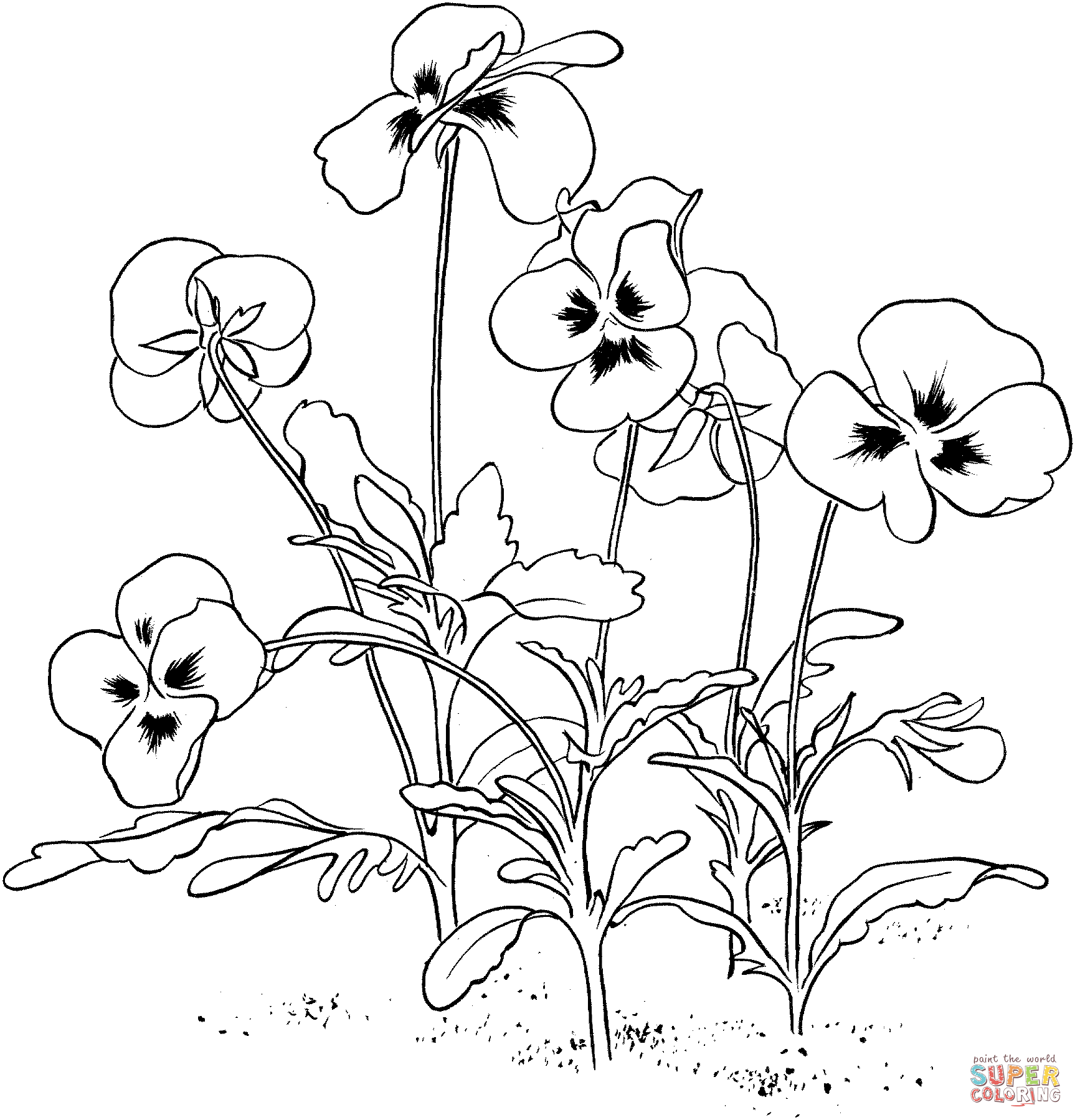 Viola Tricolor or Pansy Coloring Page