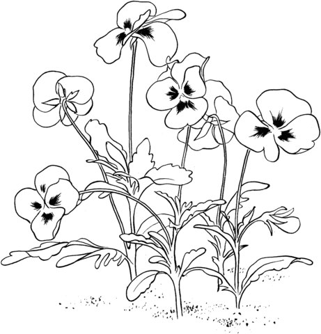Viola Tricolor or Pansy Coloring Page