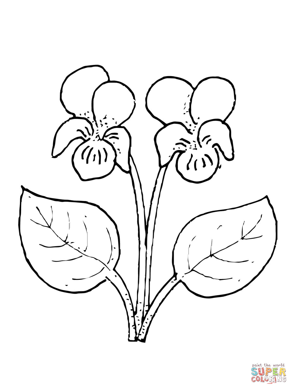 Violette Blume von Violet