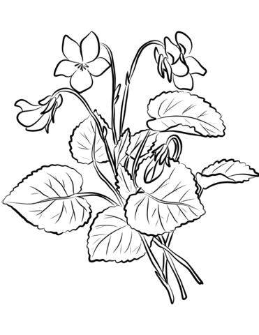Violets Coloring Page