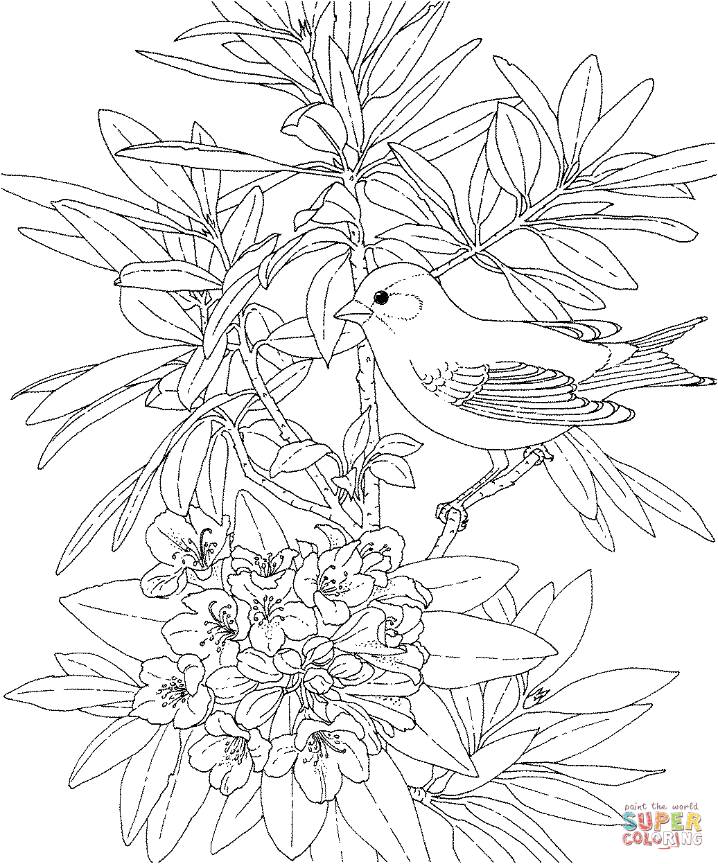 Washington Willow Chardonneret et Rhododendron d'Azalée