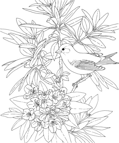 Washington Willow Goldfinch and Rhododendron Coloring Pages