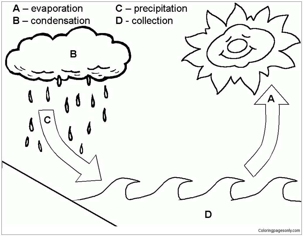Cycle de l'eau à partir des précipitations