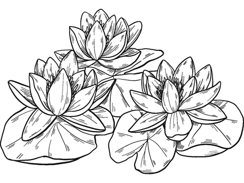 Water Lilies Coloring Page