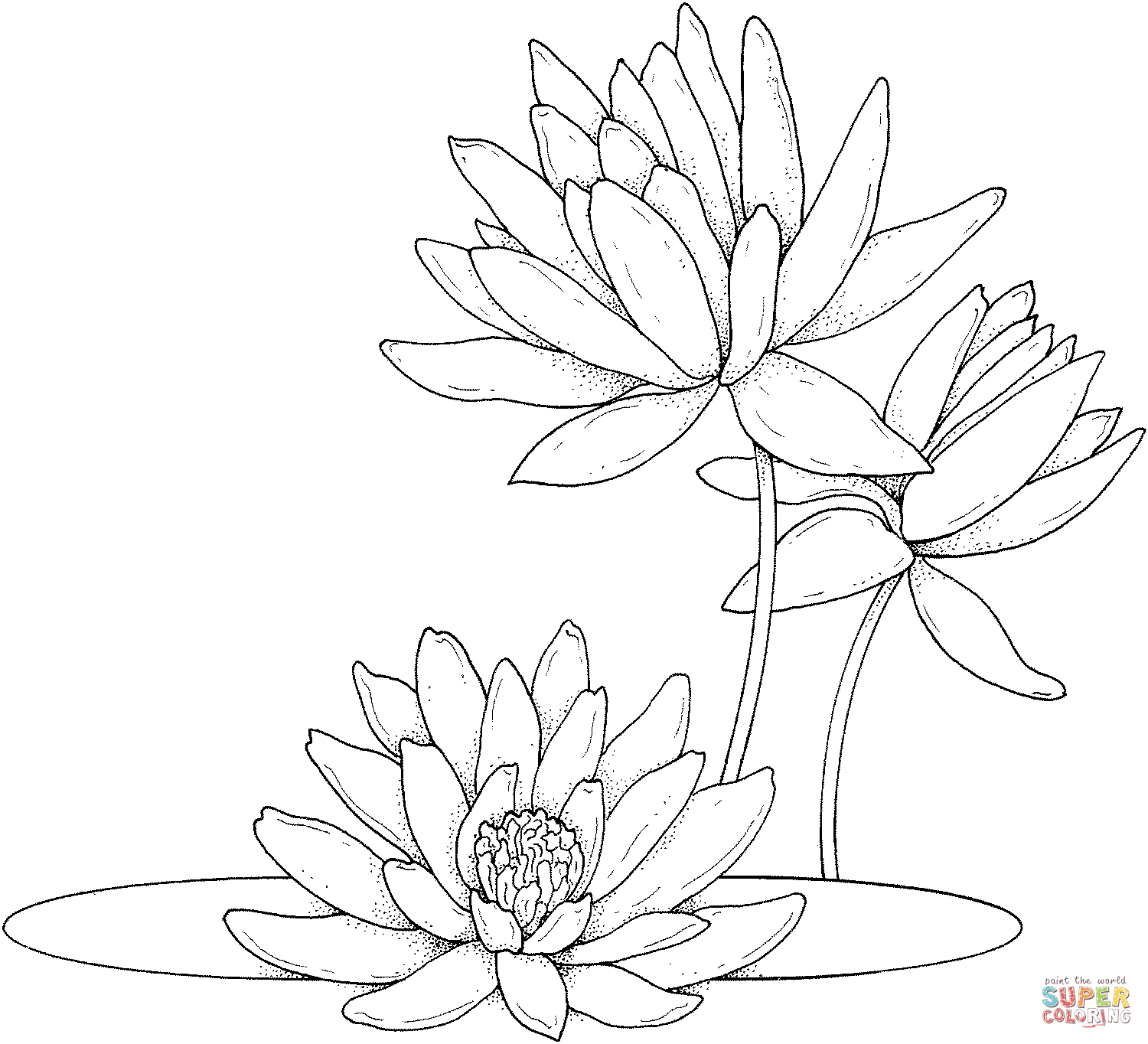 Nenúfares de Water Lily