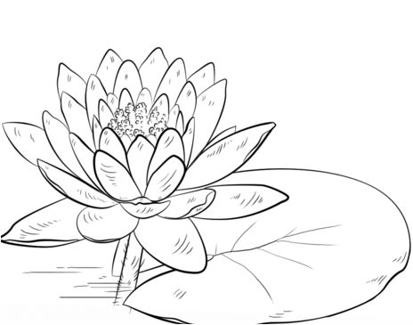 Water Lily and Pad Coloring Page