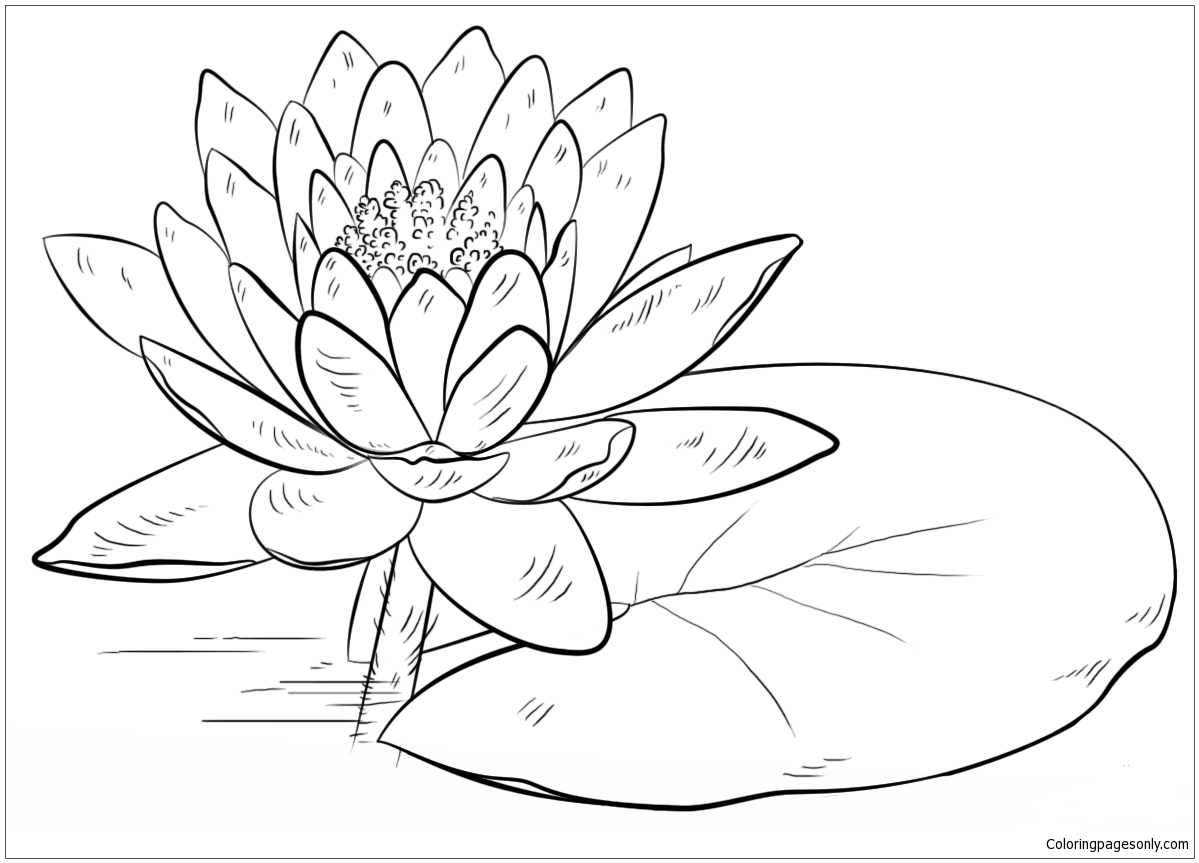 Water Lily and Pad from Water Lily