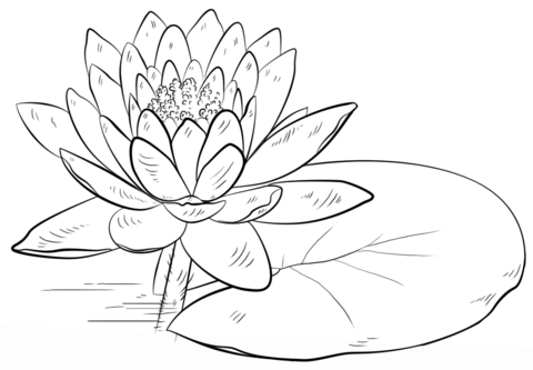 Water Lily and Pad Coloring Page