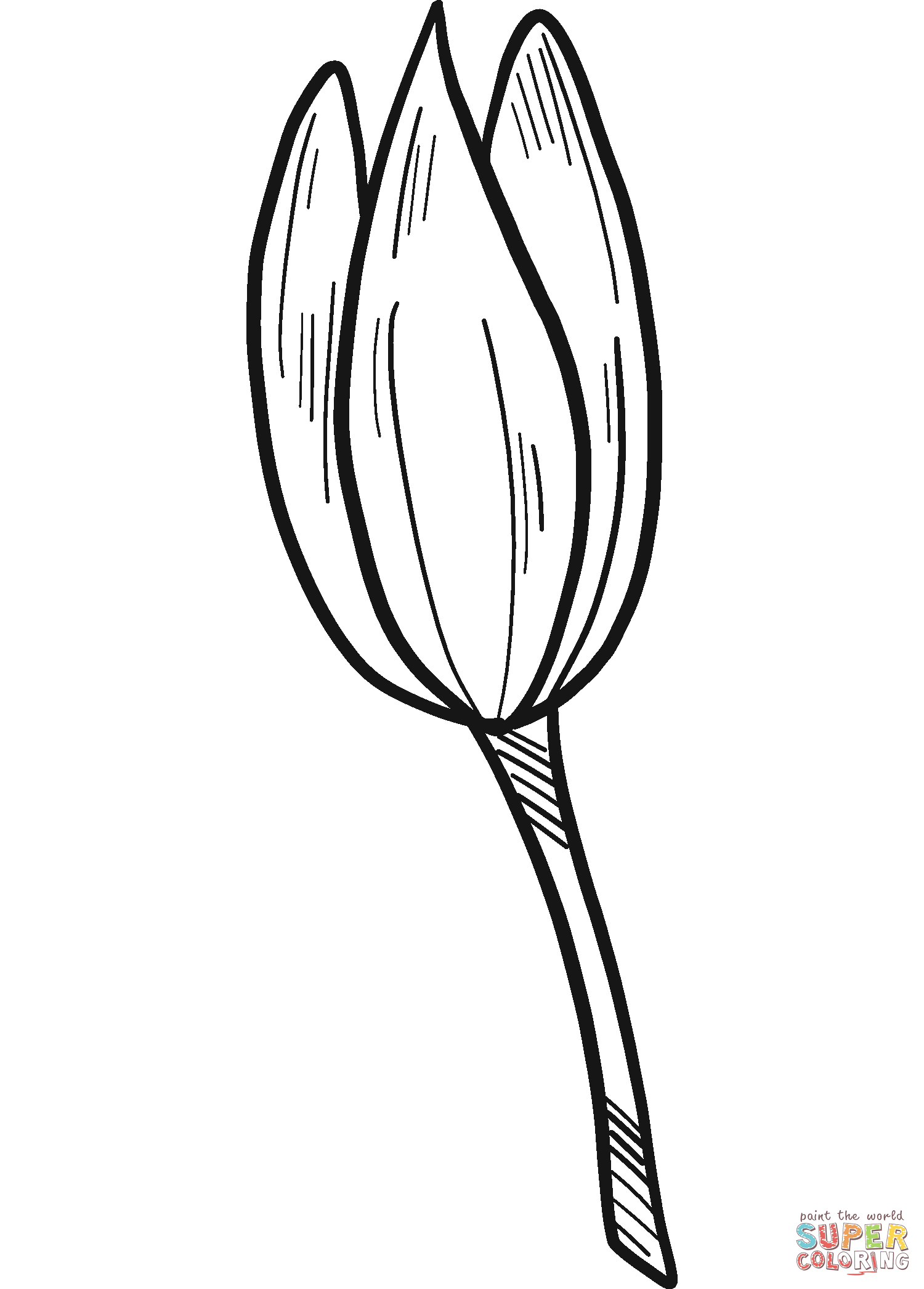 Seerosenknospe von Water Lily