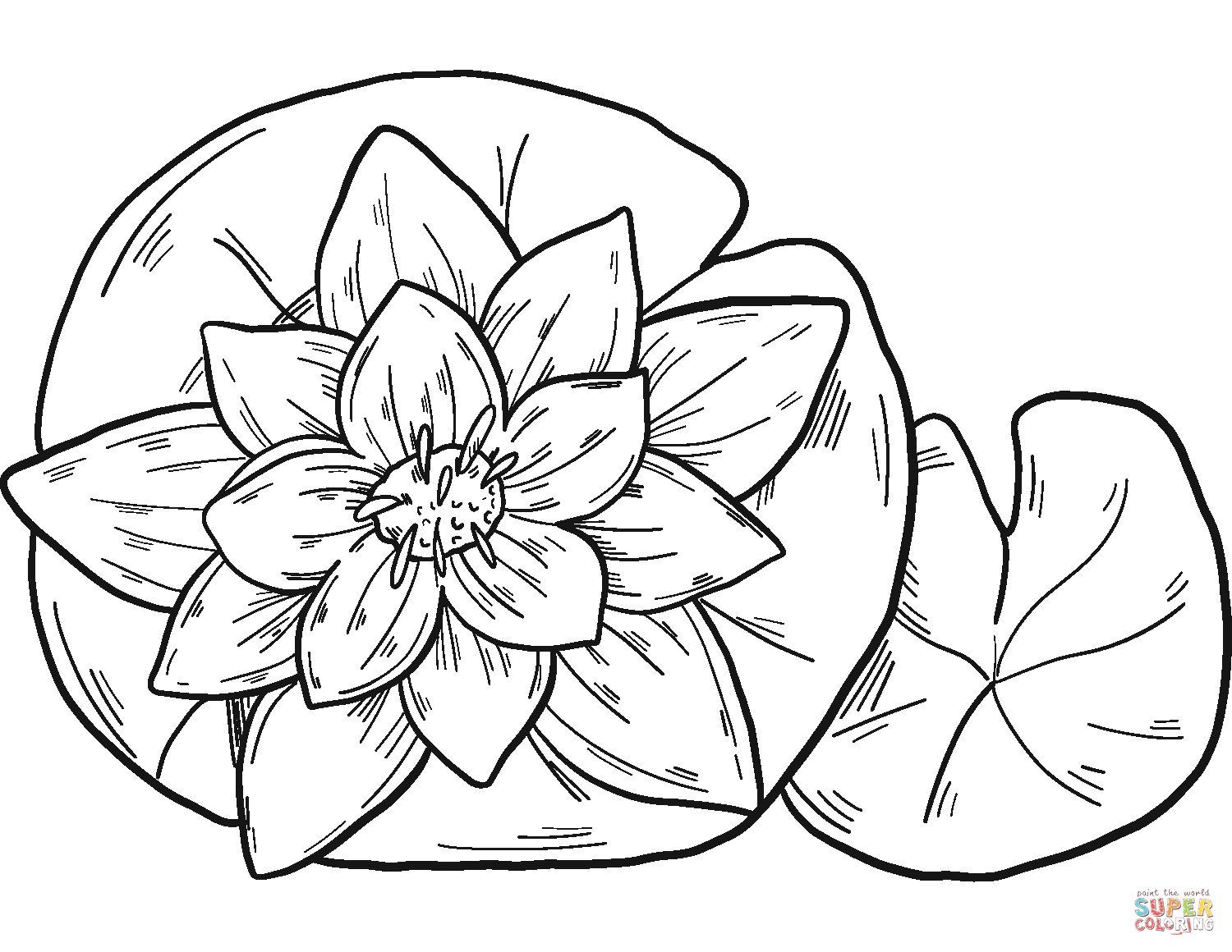 Seerose von Water Lily