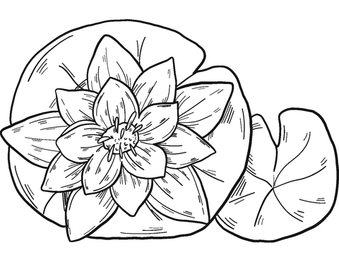 Water Lily Coloring Page