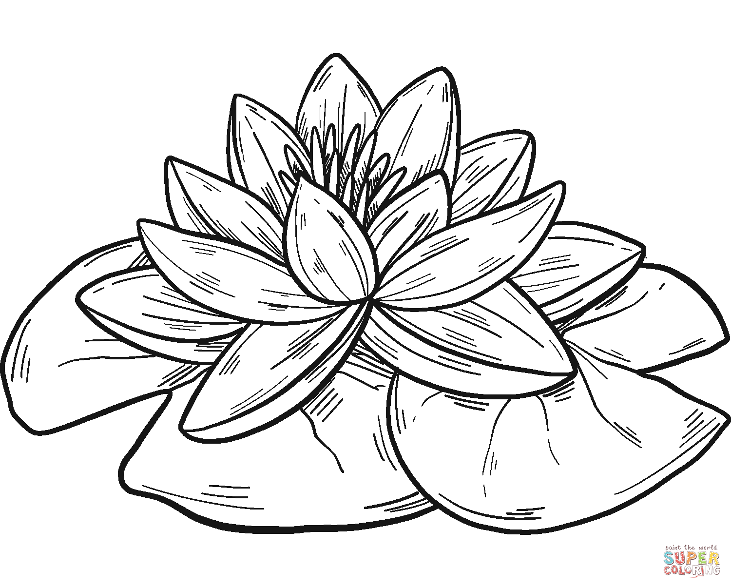 Water Lily from Water Lily