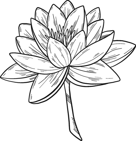 Water Lily Coloring Pages