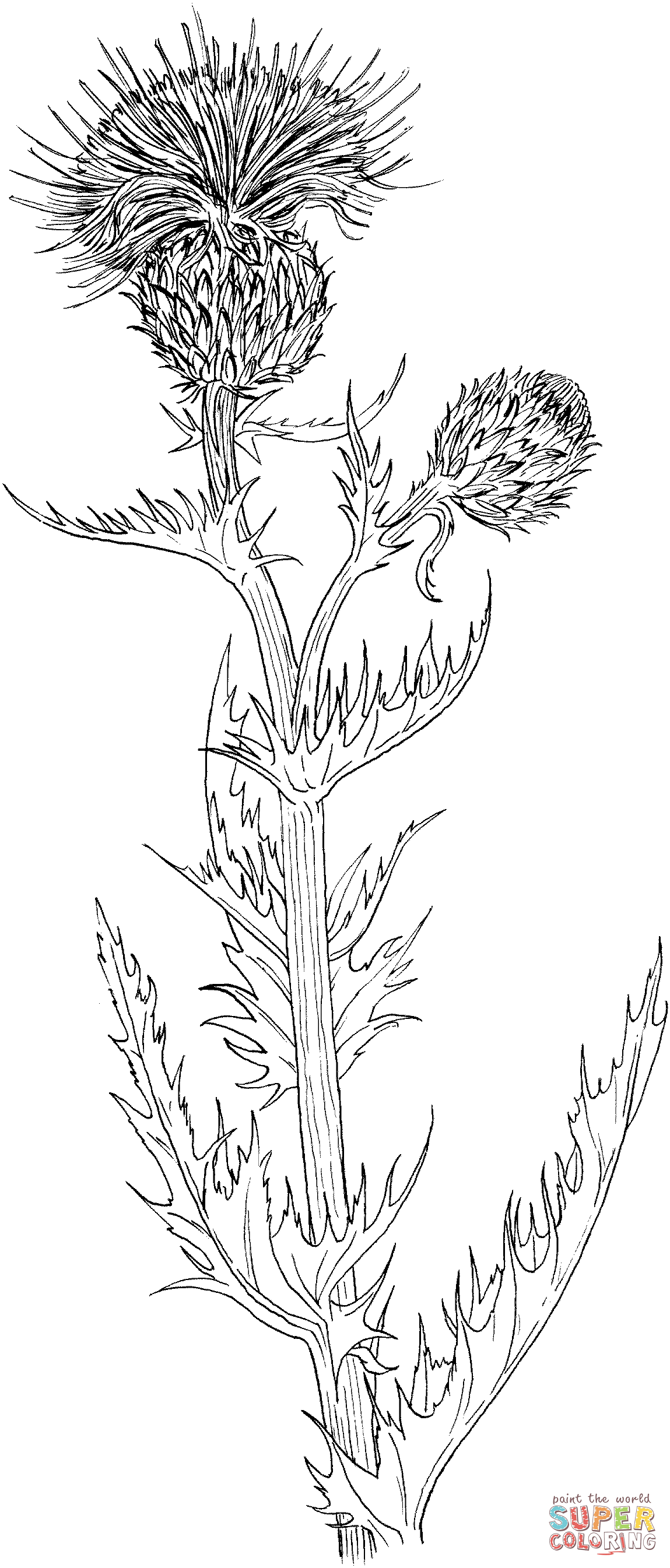 Wavyleaf Thistle or Gray Thistle Coloring Page