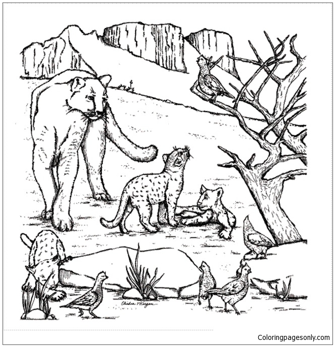 West Texas Mountain Lion Coloring Pages