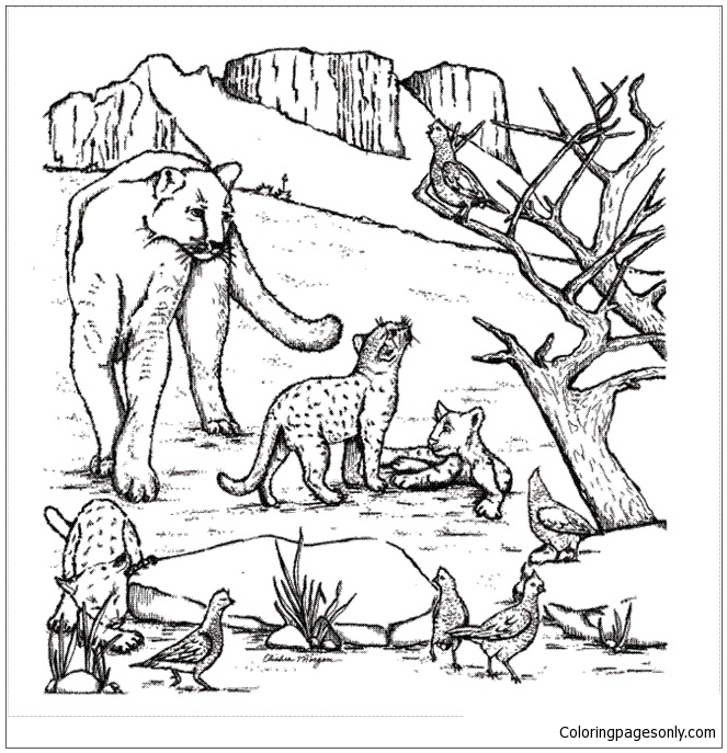 coloring pages of mountain lions