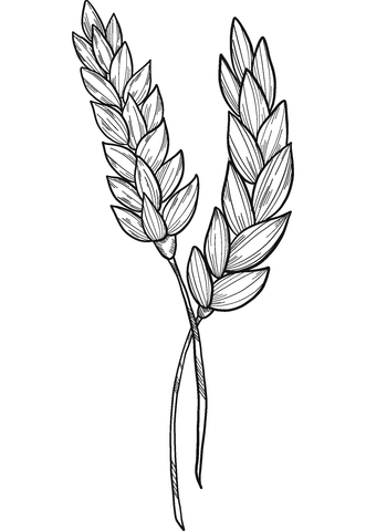 Wheat Coloring Page