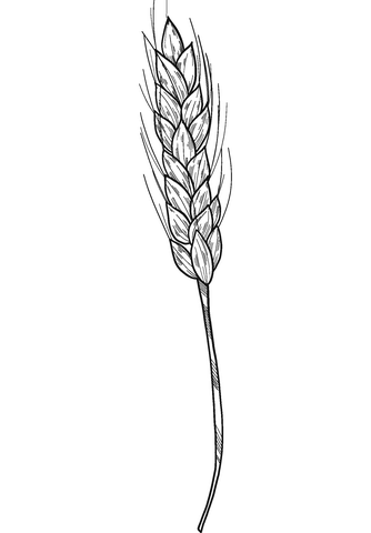 Página para colorir de trigo