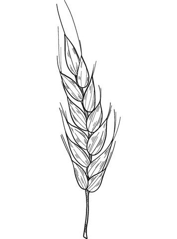 Wheat Coloring Pages
