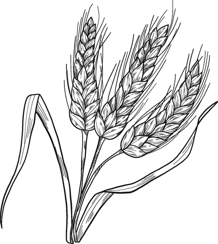 Página para colorir de trigo