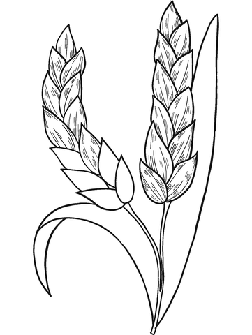 Wheat Coloring Page